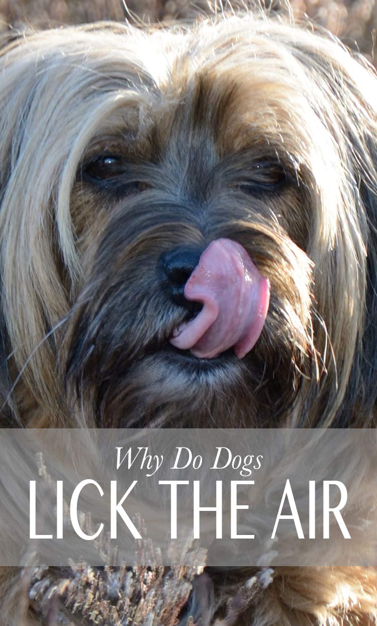 why does my dog lick air