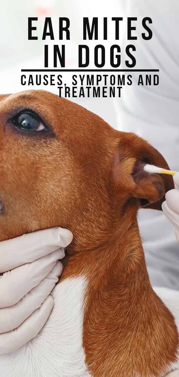 Ear mites in dogs 