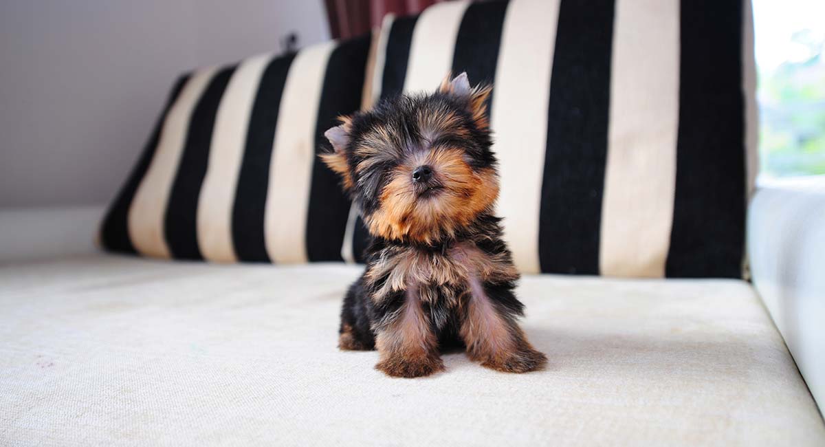 yorkshire terrier puppy