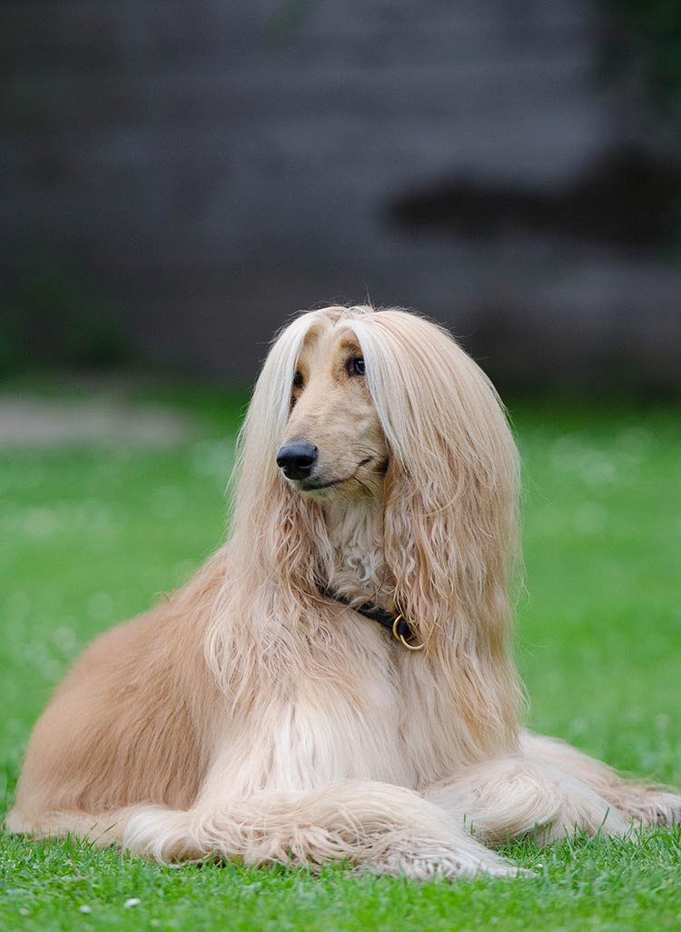 long faced dog breed