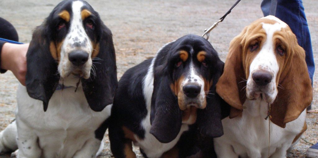 droopy face dogs like these basset hounds may get ectropion
