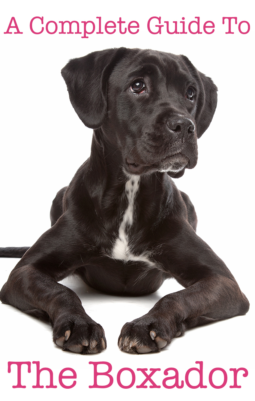 chocolate lab boxer mix