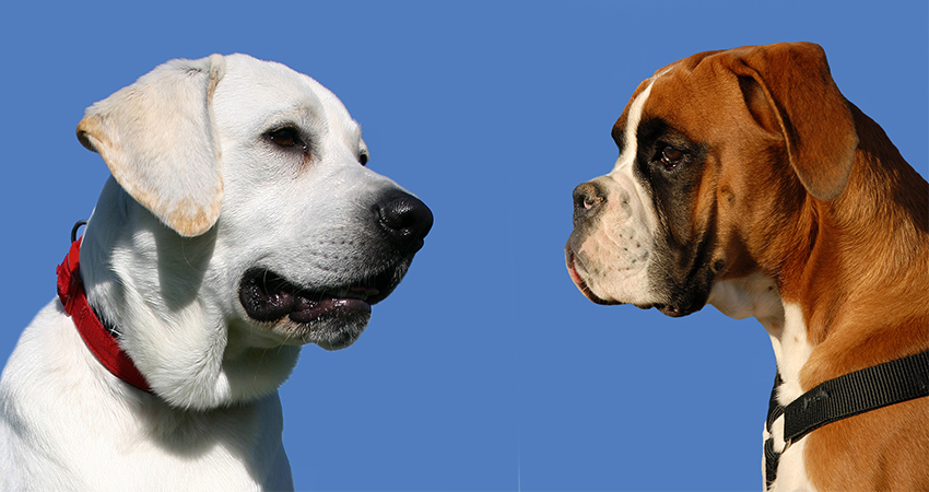 White Lab Boxer Mix