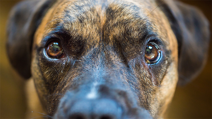 Boxer lab hot sale mix brindle