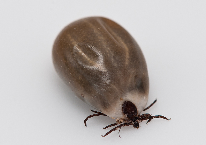 texas tick identification dark head brown body