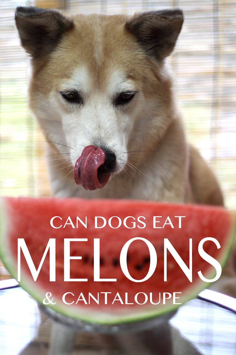 is cantaloupe bad for dogs to eat