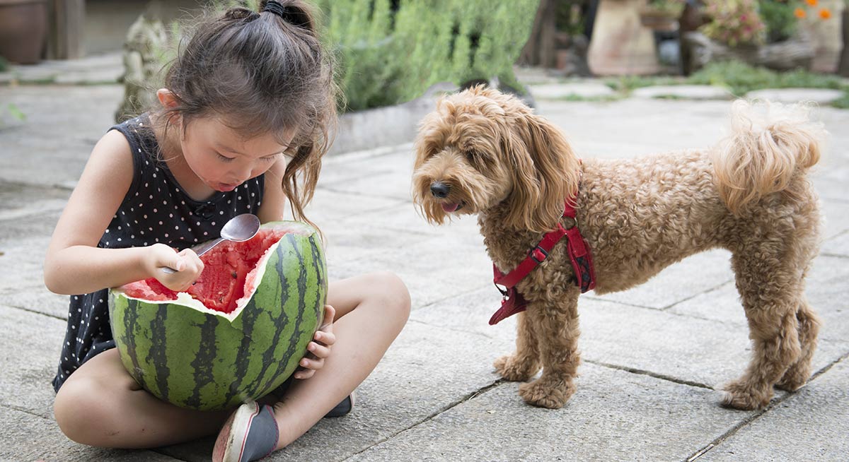 This dog would love to share but can dogs have cantaloupe?