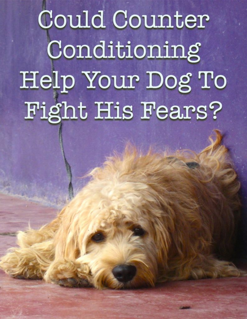 What Is Counter Conditioning In Dog Training How To Use It