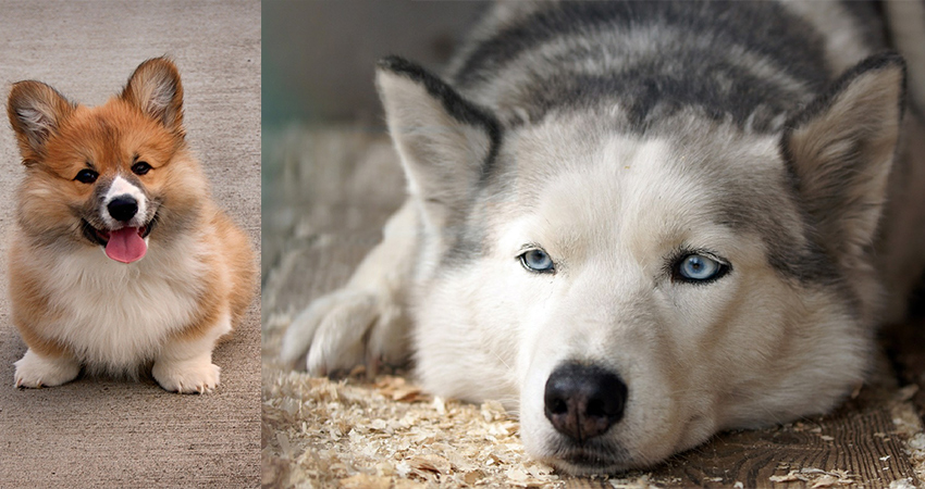 Corgi Husky Mix