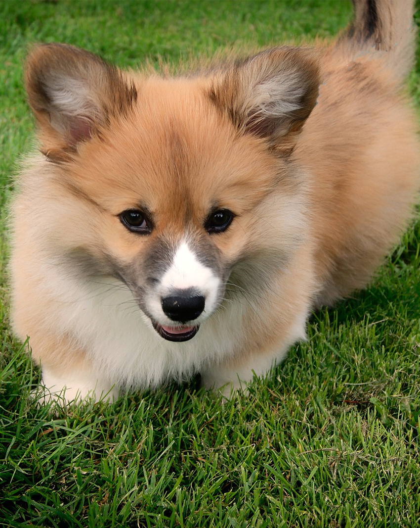 A Husky Corgi Mix Could Have Very Short Legs, and therefore the back problems associated with this feature.