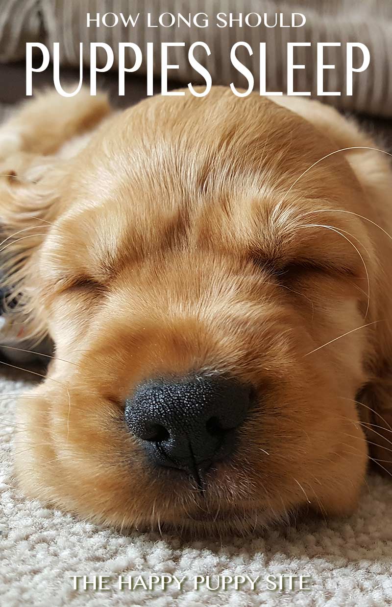 how-many-hours-a-day-do-dogs-sleep-the-happy-puppy-site