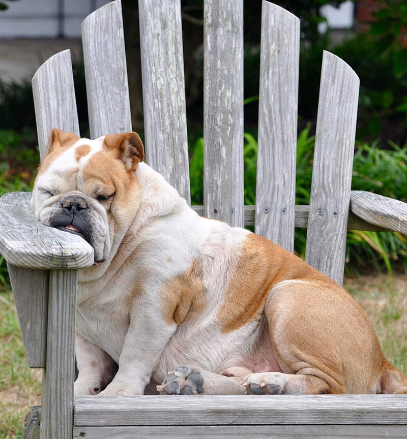 What Does A Dog Sleeping Position Tell You