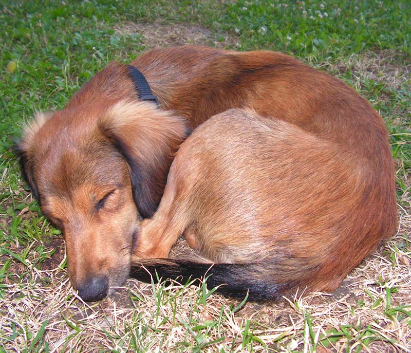 i-love-the-way-my-puppy-sleeps-on-her-back