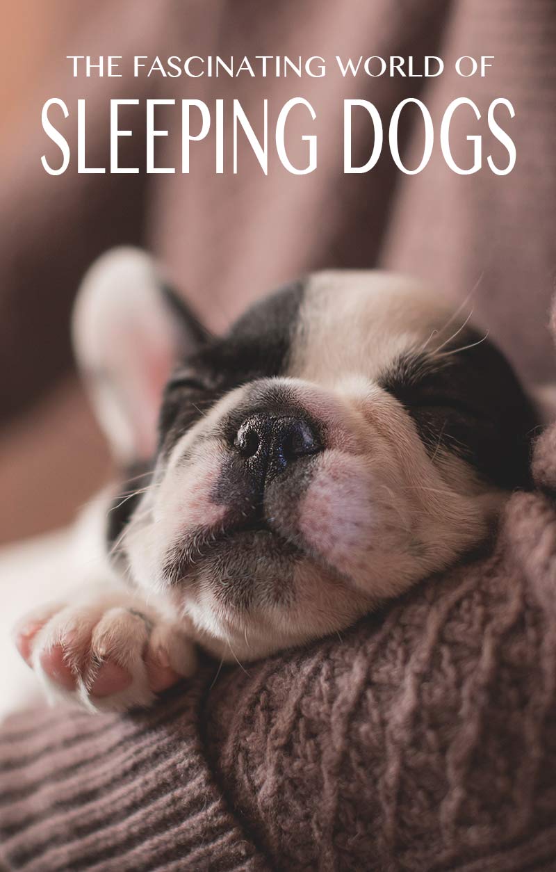  How Many Hours A Day Do Dogs Sleep The Happy Puppy Site