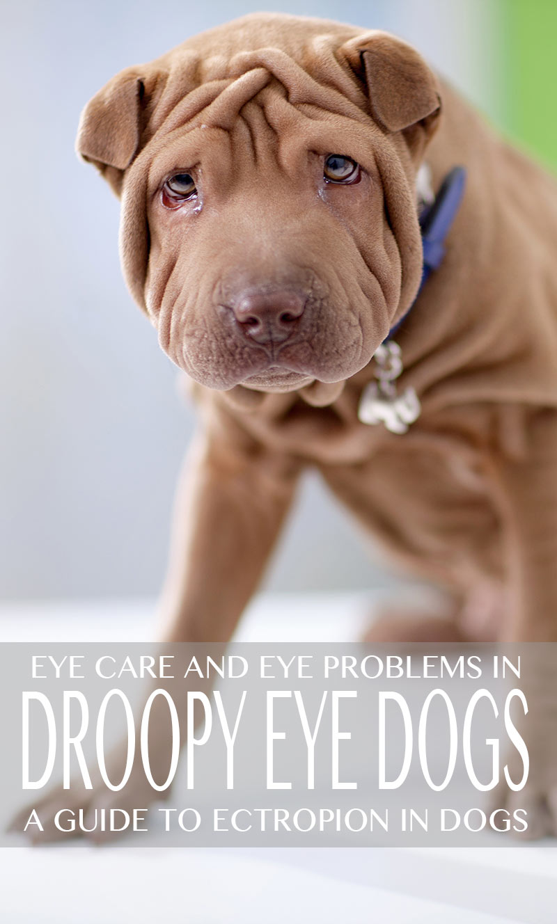 what causes dogs eyes to droop