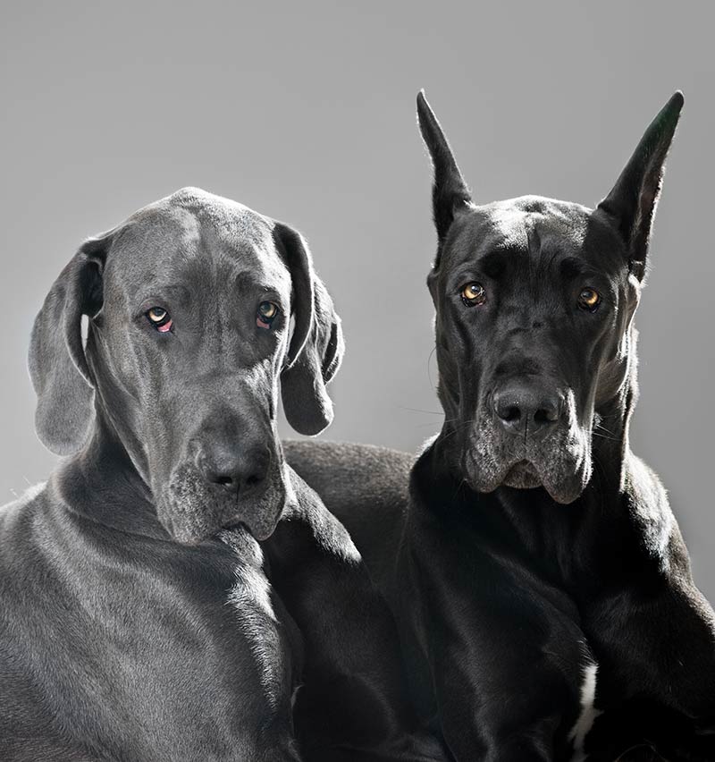 blue merle great dane puppy