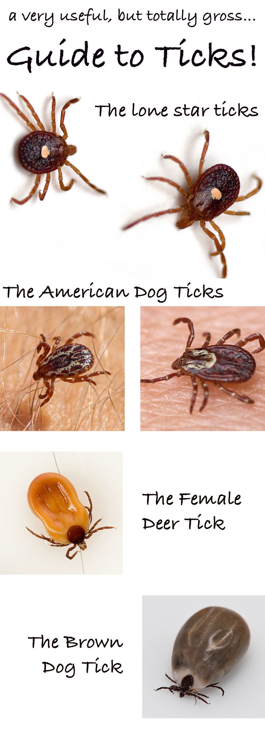 unfed tick identification chart