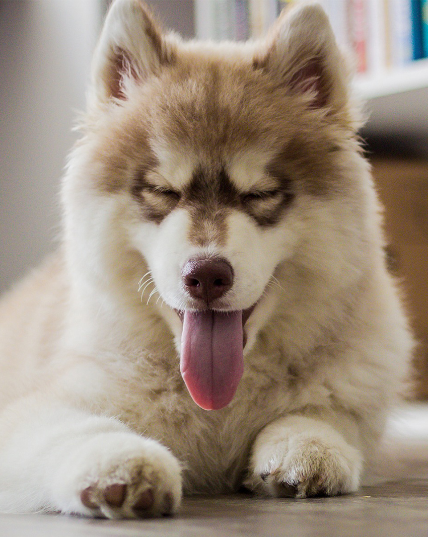 siberian husky corgi mix