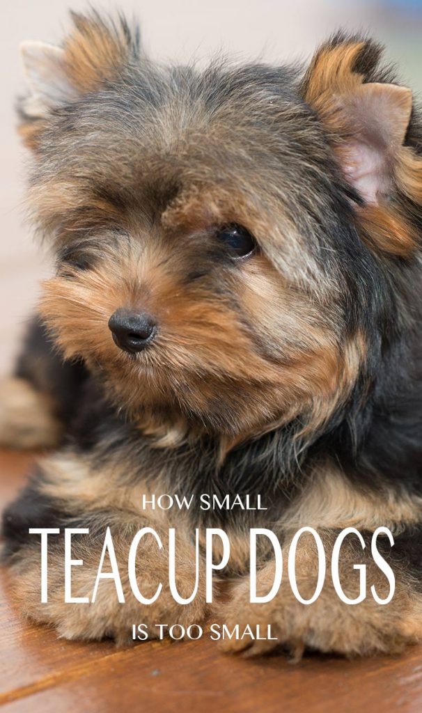 Teacup Yorkie - A Guide To The World's Smallest Dog