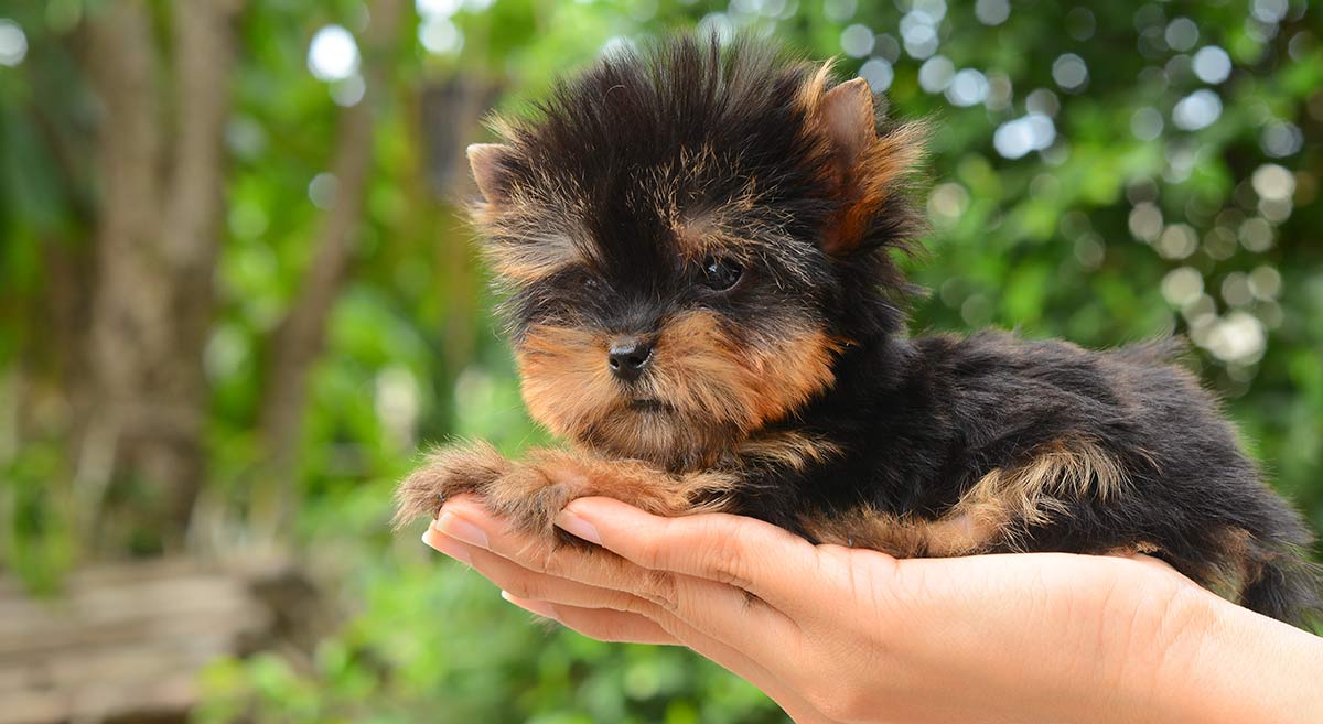 Teacup Yorkie - A Guide To The World's Smallest Dog