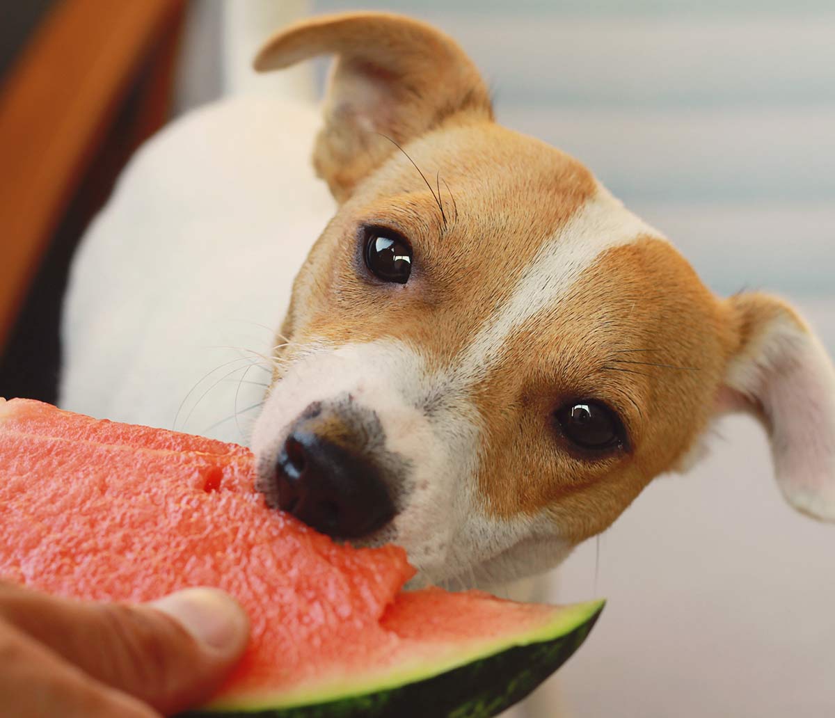 is cantaloupe safe for dogs