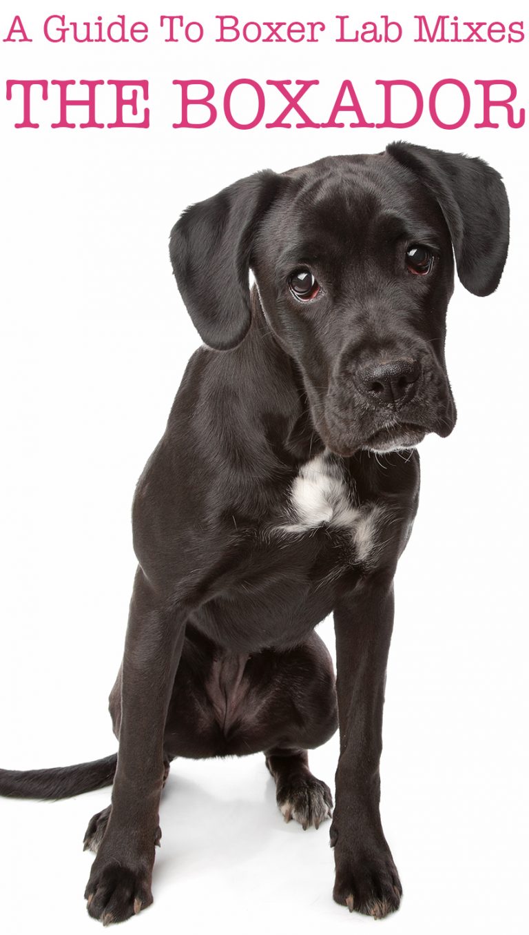 Boxer Lab Mix Boxador Breed Traits and Care