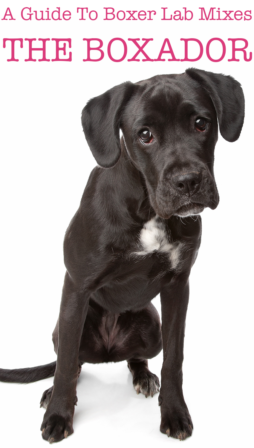 Boxador Dog - A Complete Guide To The Boxer Lab Mix Breed