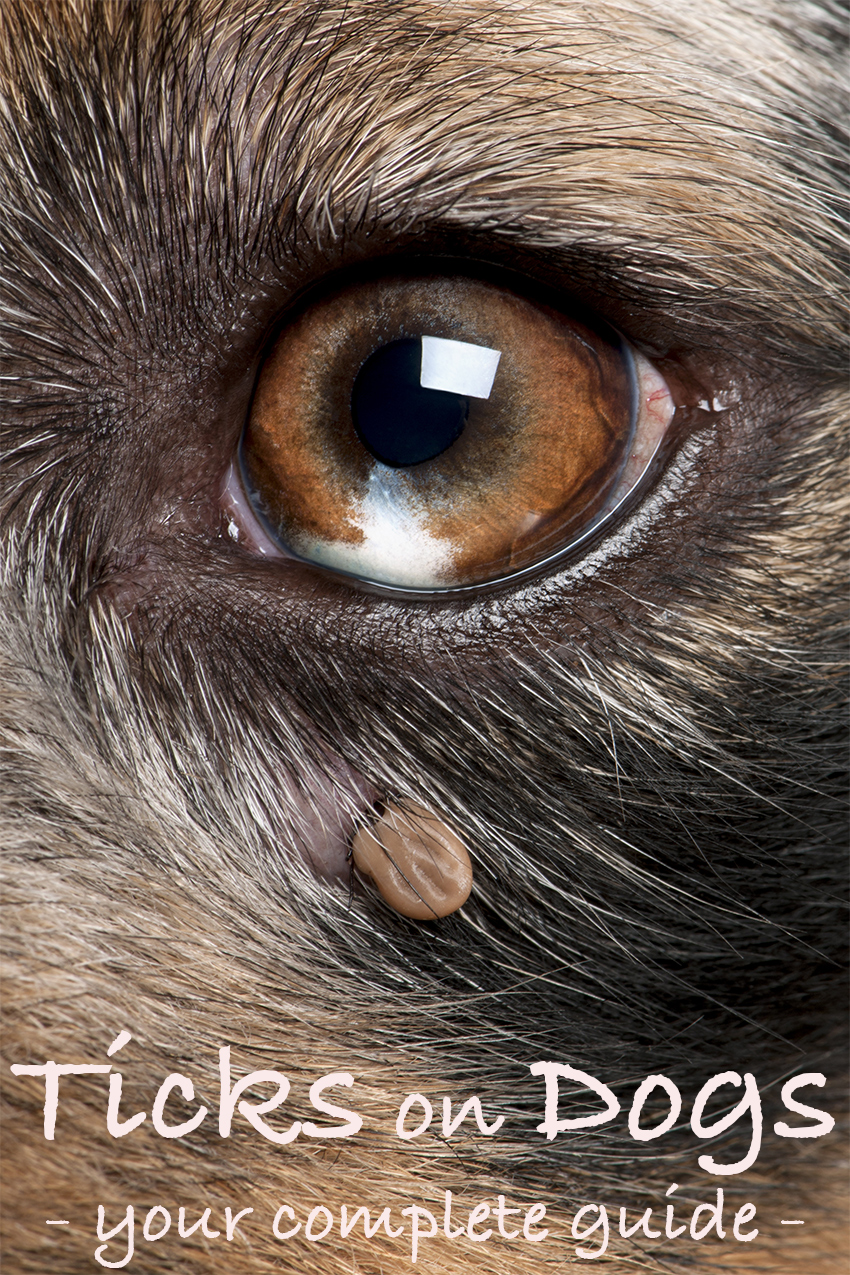 what does embedded tick look like on dog