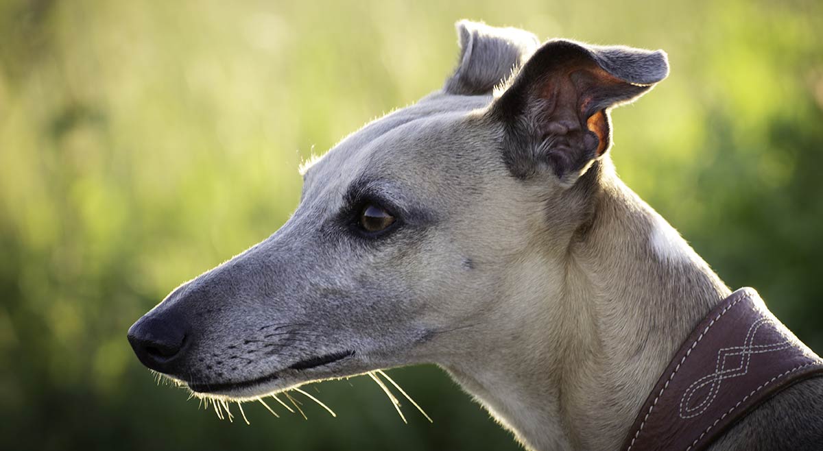 long faced dog breed