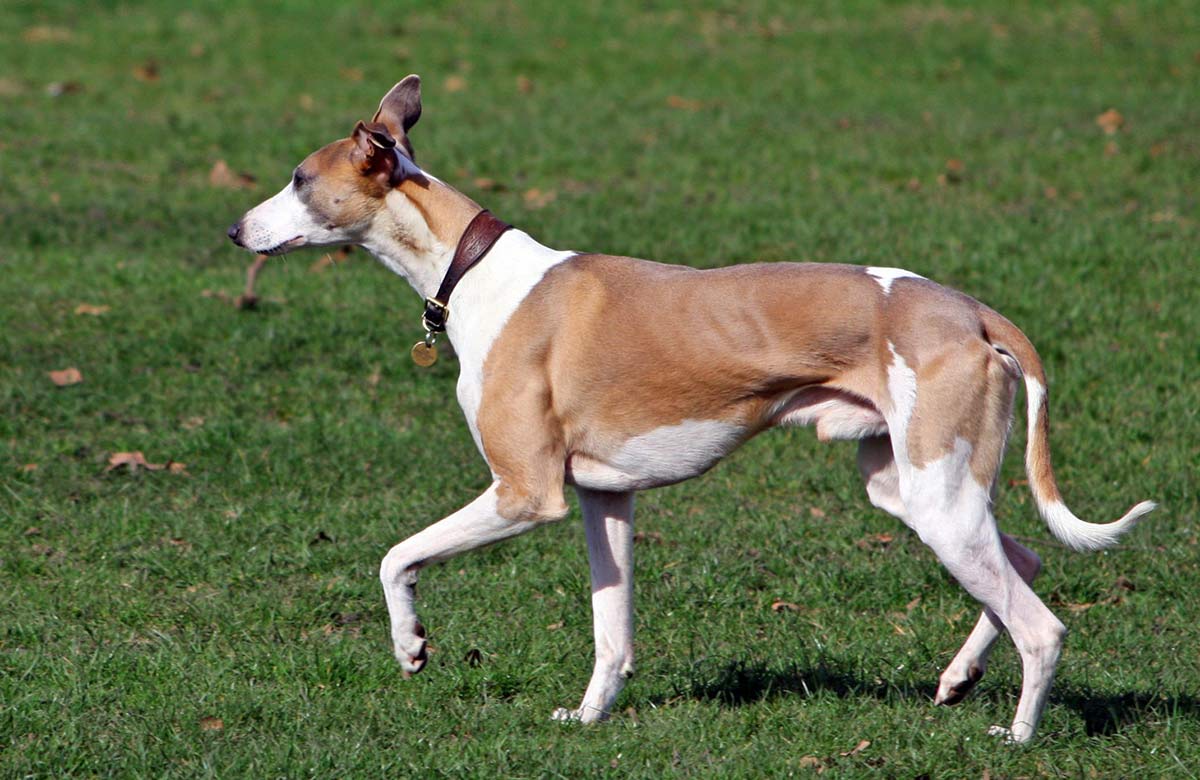 dolichocephalic dog breeds