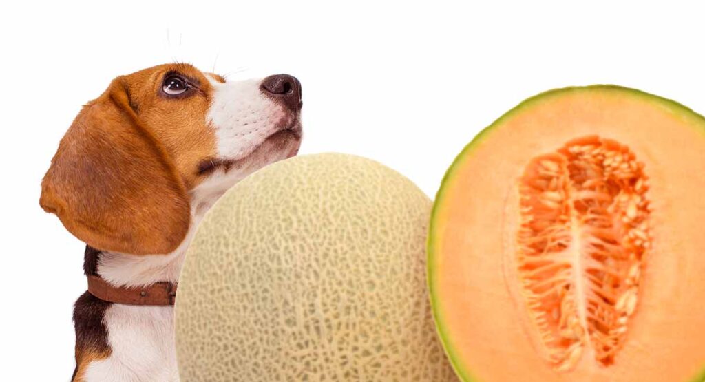 Is Cantaloupe Ok For Small Dogs