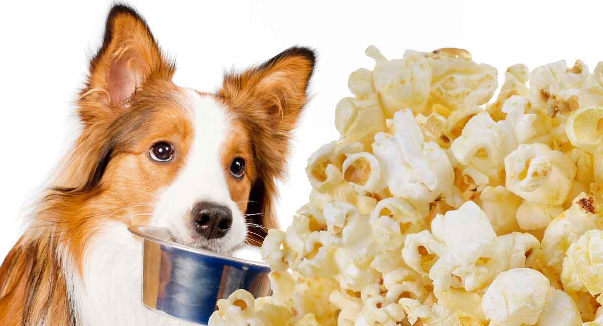 is popcorn bad for puppies