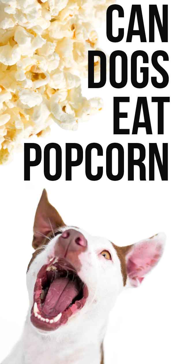 is popcorn bad for puppies