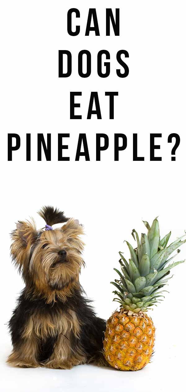 Can A Dog Eat Pineapple