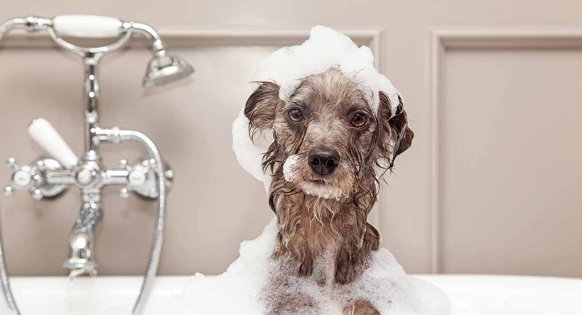 how to take care of dog dandruff