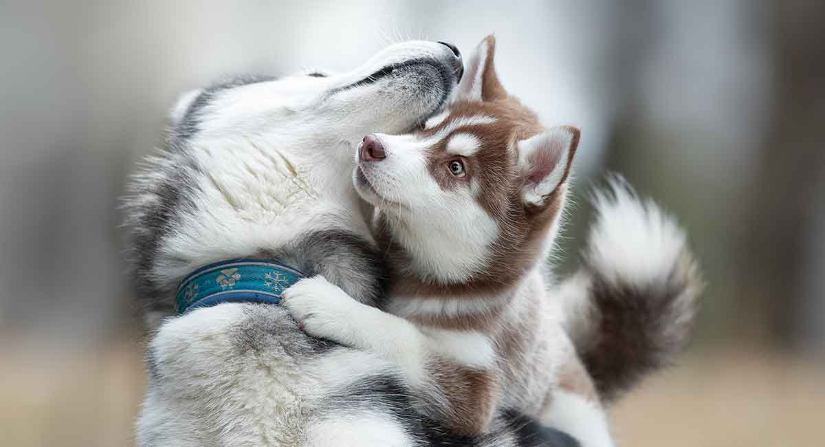 siberian husky green eyes