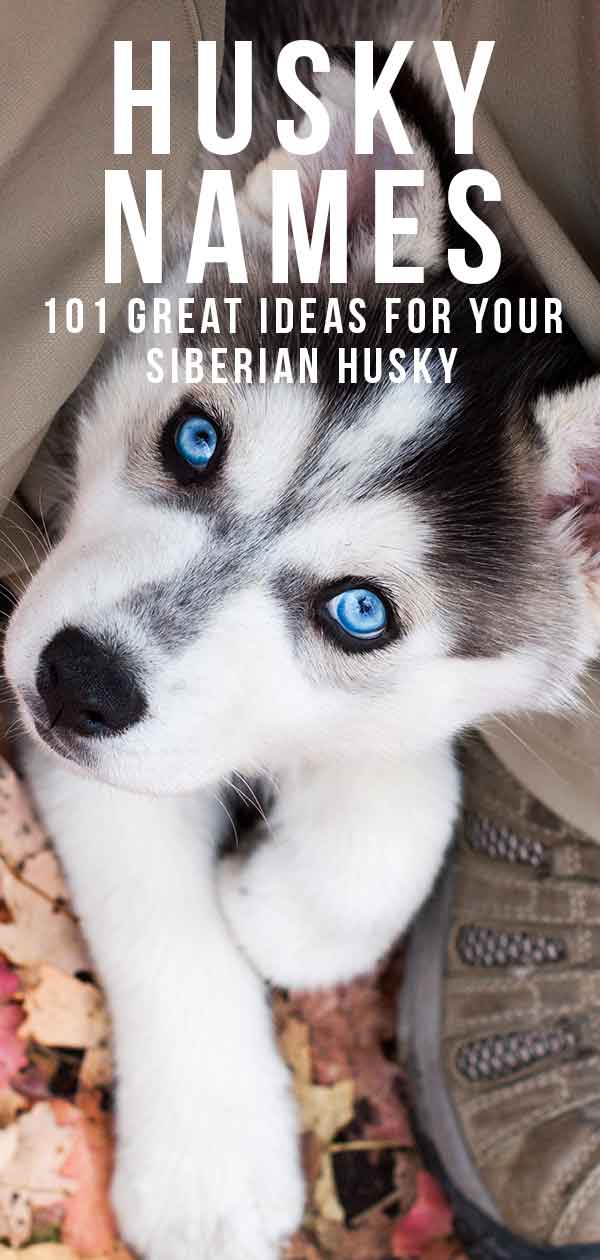 cute siberian husky names