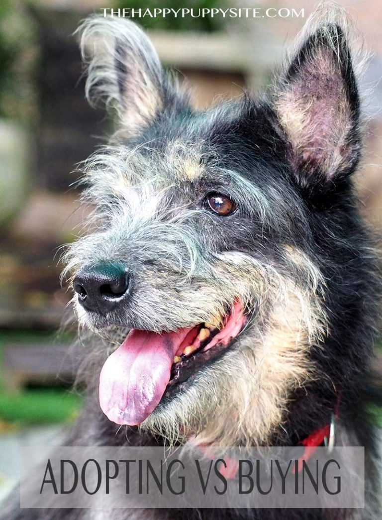 Adopting vs Buying a Dog