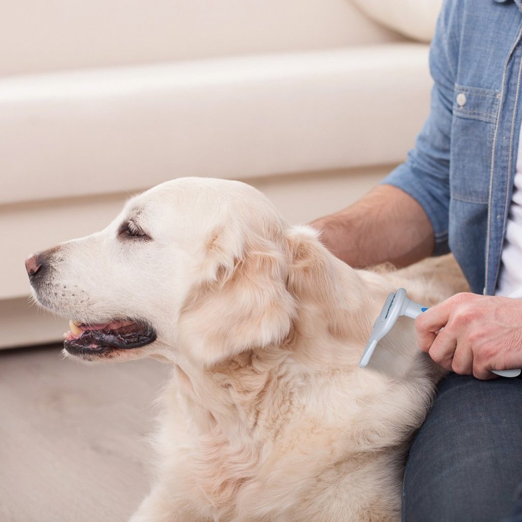 Dog Dandruff Treatment can include something as simple as a dog dandruff brush
