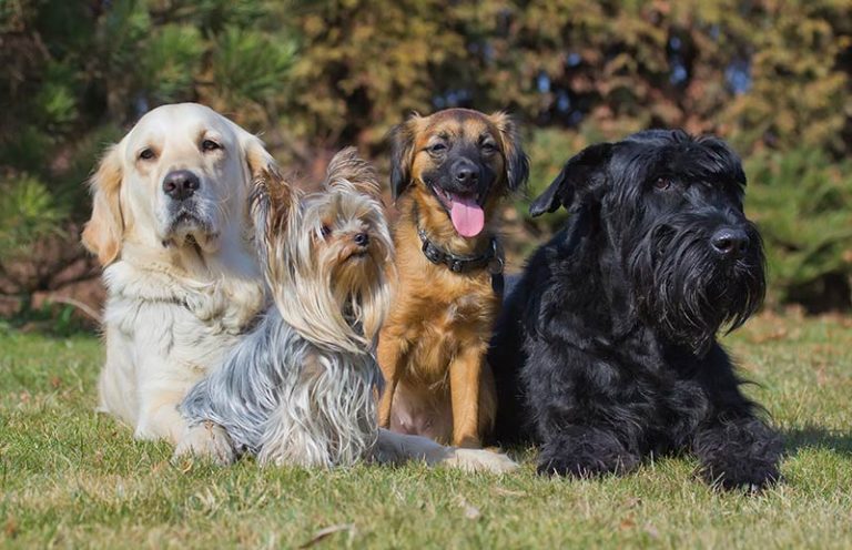 Dog Conformation – Definition, Purpose, and Problems - Vital Vet