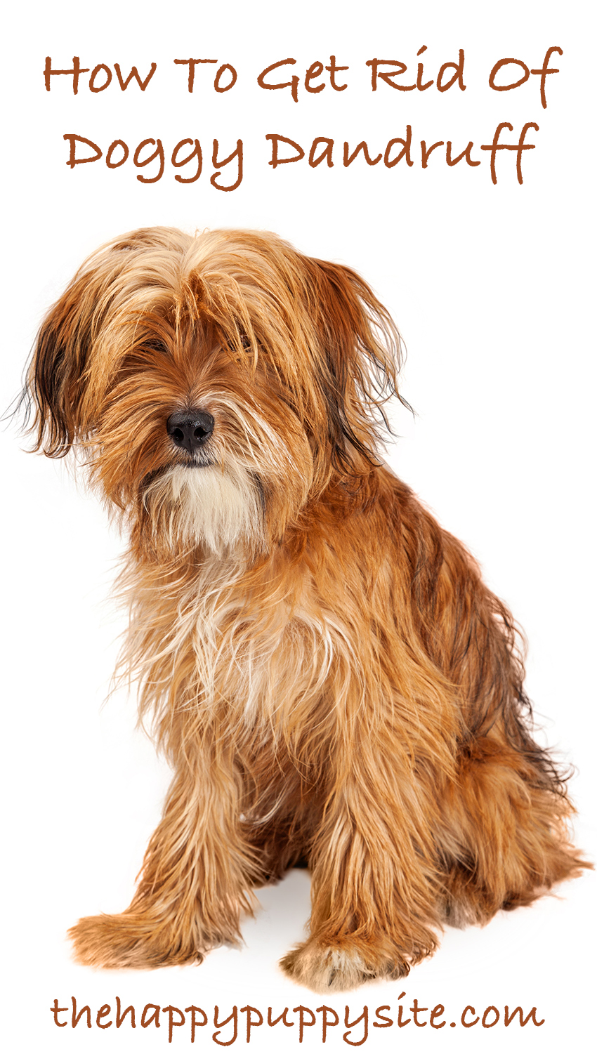 what causes dandruff in dogs