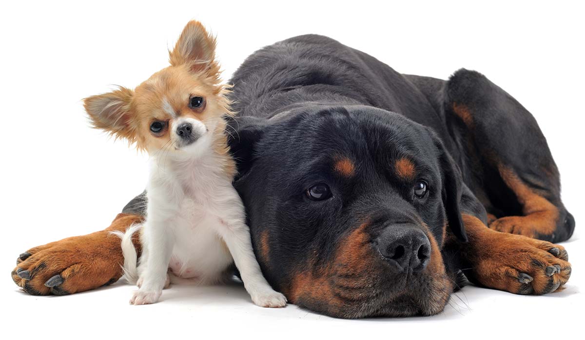 Dog Sizes - Small, Medium Or Large - How To Choose