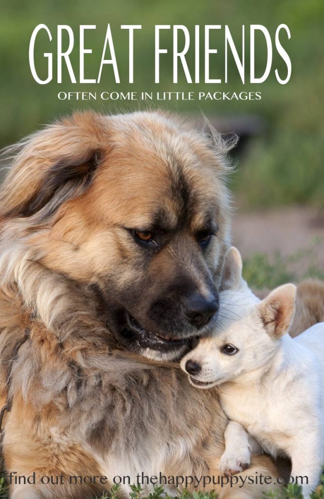 Dog Sizes Small, Medium Or Large How To Choose