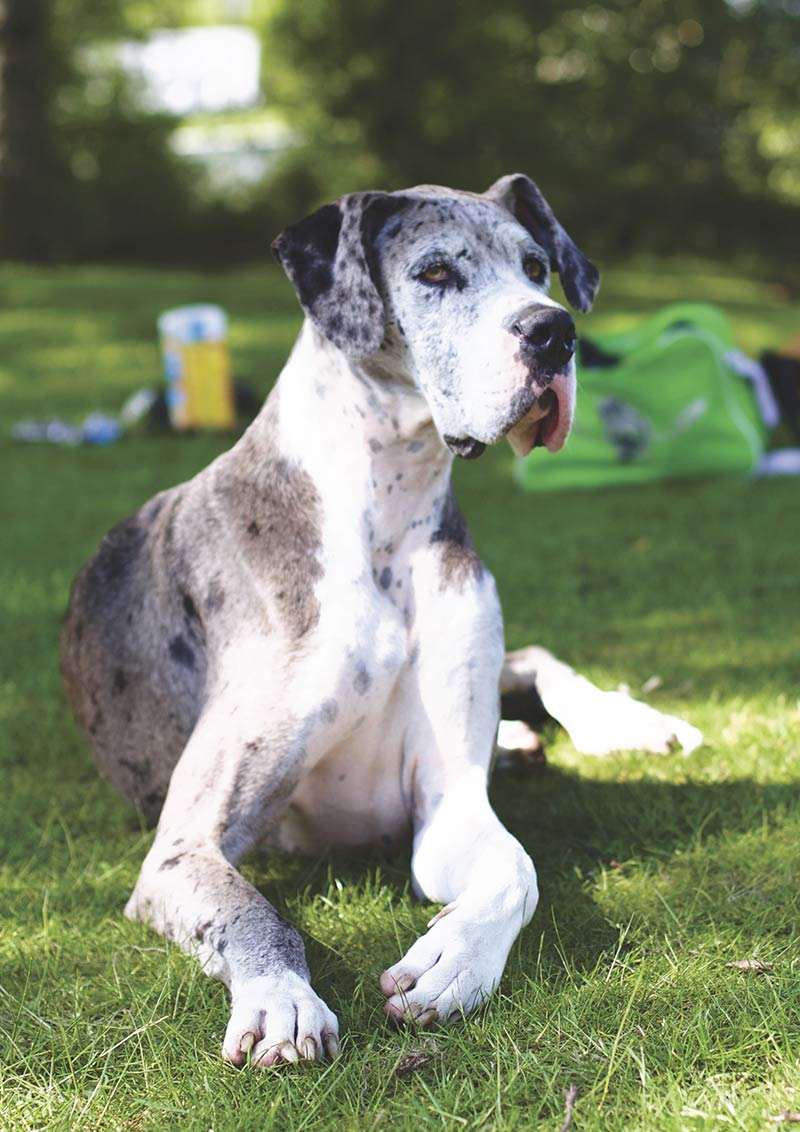 The great dane is one of the largest sized dog breeds