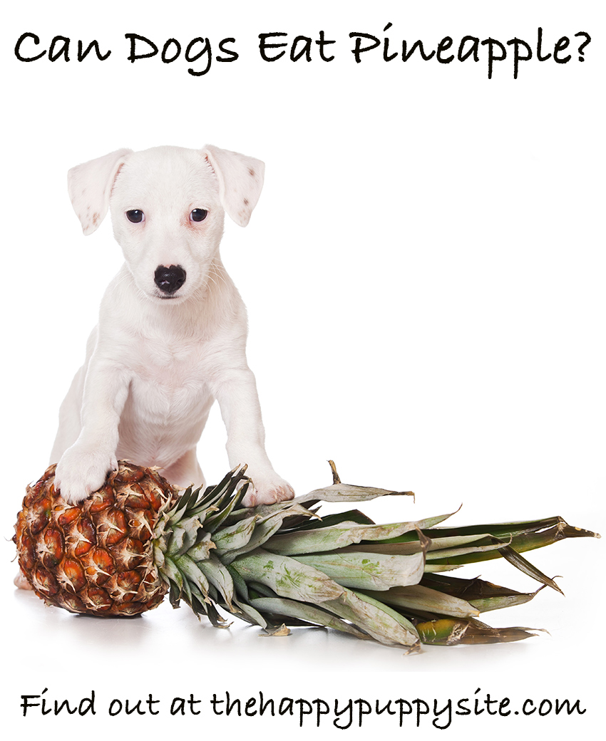 Will Pineapple Stop Dogs From Eating Poop