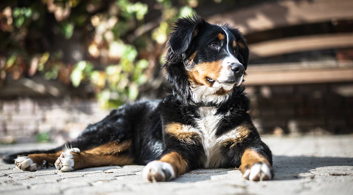 how to treat elbow dysplasia in dogs