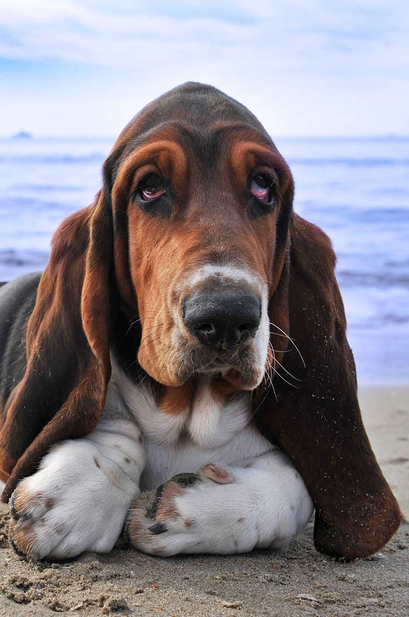 Puppy elbow dysplasia is more common in the Basset Hound than in some other breeds