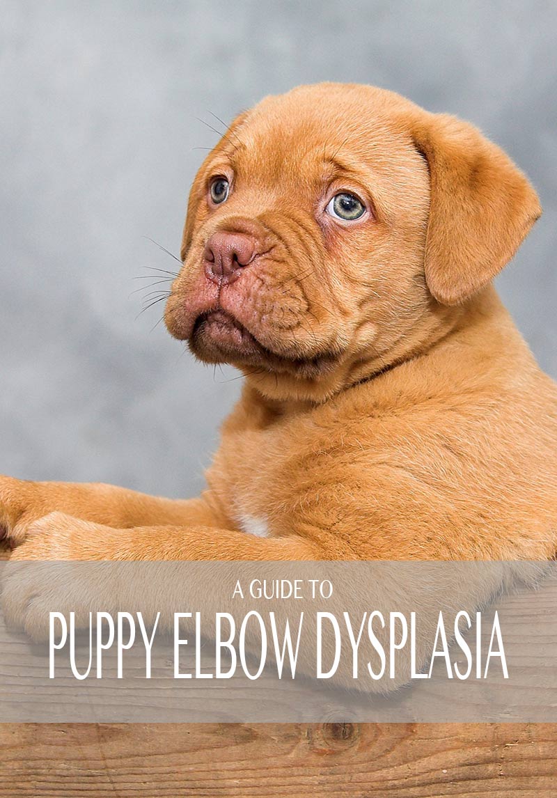 A guide to puppy elbow dysplasia and the breeds that suffer from it. Including this lovely Dogue De Bordeaux puppy