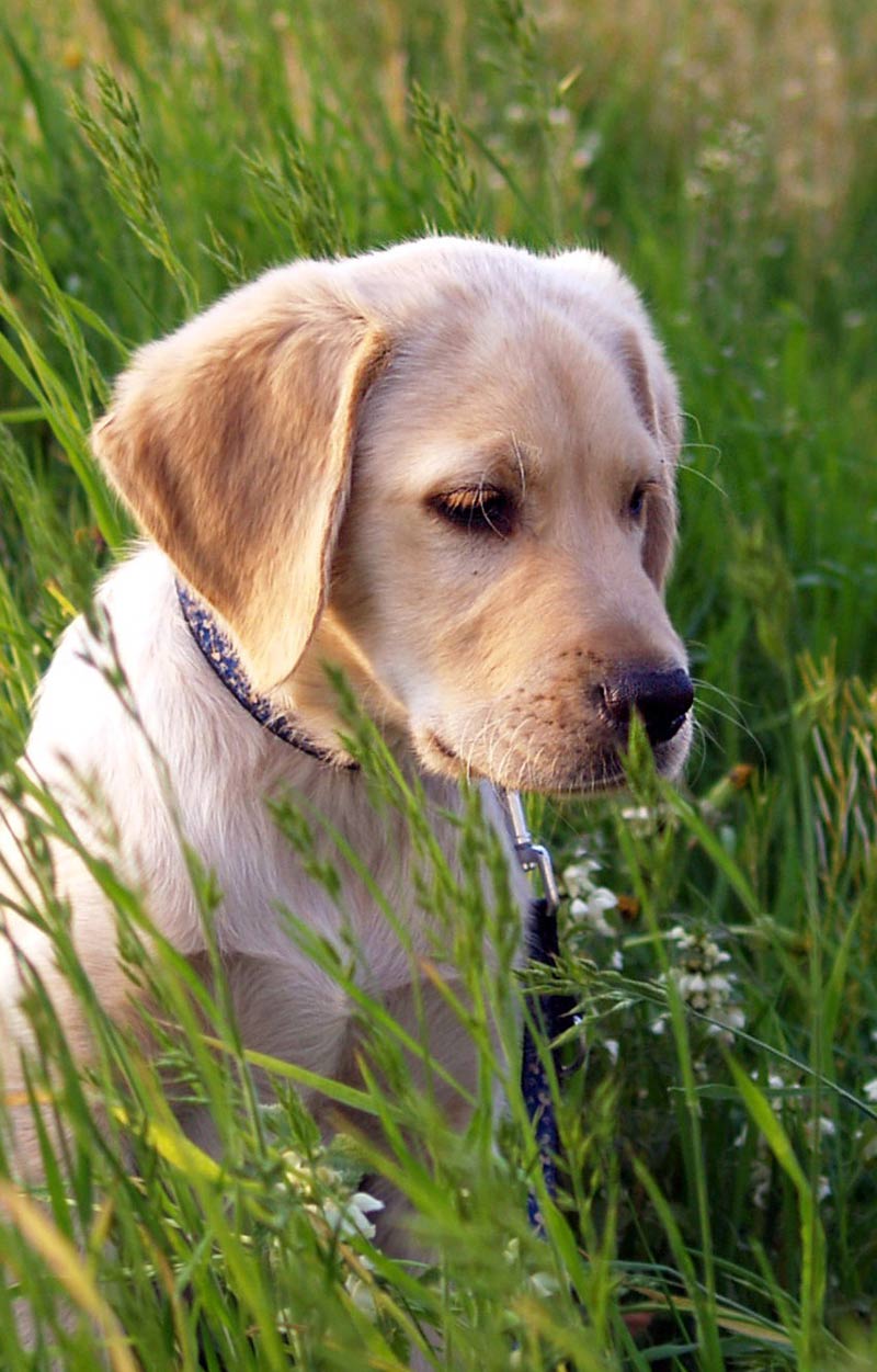 black lab limping front leg