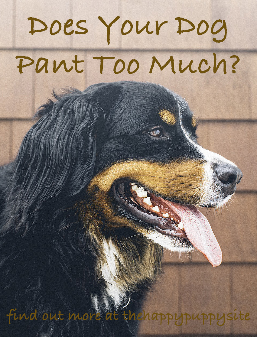 Why Do Dogs Pant? A Complete Guide To Dog Panting